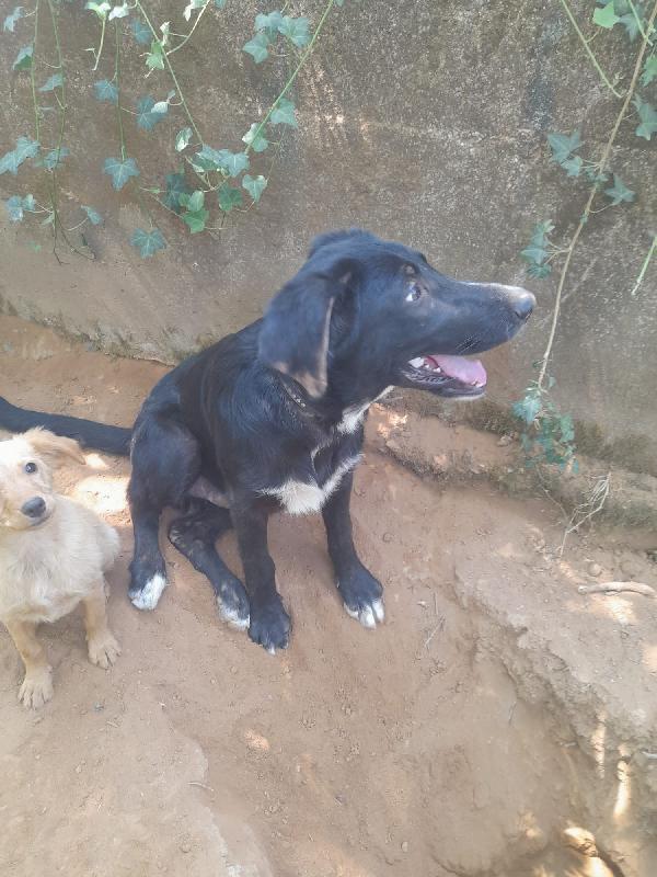 🌟🌟“Dolce, giovane e compatibile con tutti: Zeus cerca casa!” Foto 3